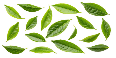 Green Tea Leaves on White Background, Natural, Healthy Green Foliage