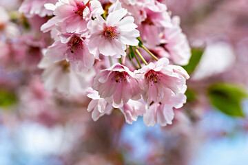 Obraz premium Blooming cherry blossoms on tree branch showcase the beauty of spring. Pink flowers symbolize renewal in nature's cycle. Blossoms captivate with vivid details and delicate structures