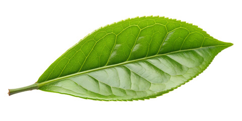 Obraz premium Green Tea Leaf on White Background, Vibrant, Healthy Green Leaf