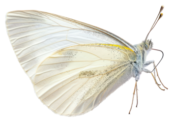 PNG Cabbage white butterfly insect animal moth.