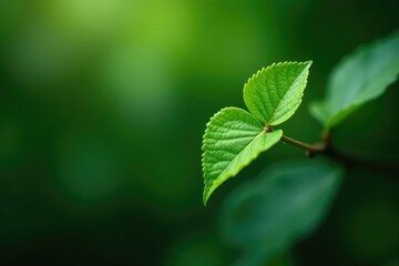 Small and delicate wild leaf on a tropical vine, small leaves, tropical vines