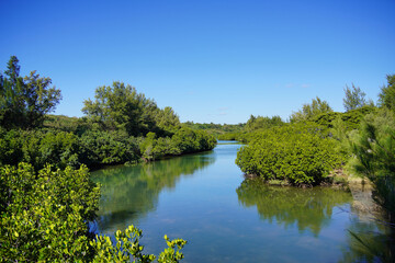 マングローブと青い空