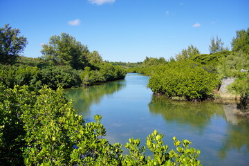 宮古島のマングローブ
