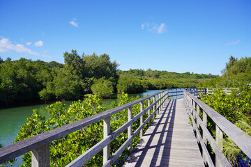 マングローブ林の遊歩道