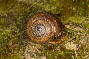 Otala punctata, Land snail. Alghero, Sardinia, Italy