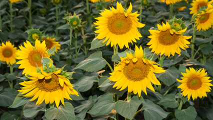 Fototapeta premium yellow flowers, agricultural products. photos of sunflowers.