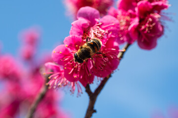 bee at the plum blossom in spring