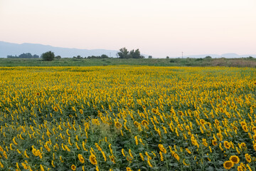 yellow flowers, agricultural products. photos of sunflowers.