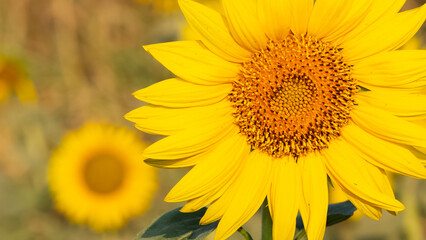Naklejka premium yellow flowers, agricultural products. photos of sunflowers.