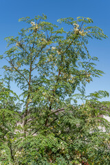 Moringa bush in desert, near Springbokwasser, Namibia