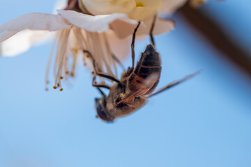 bee at the plum blossom in spring