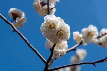 close-up of the plum blossom in spring