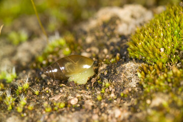 Snail, Ferussacia (Ferussacia) folliculus Sardinia. Italy.