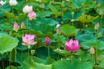 美しく咲くピンクの蓮の花
