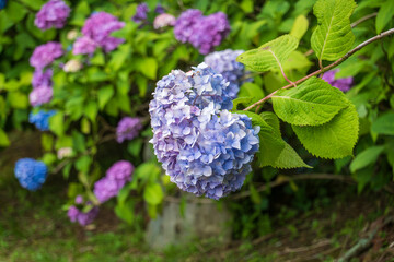 鮮やかに咲く紫陽花の花