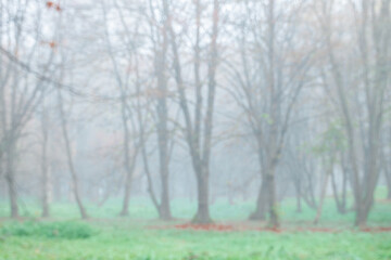 blurry unfocused mist morning summer park wallpaper background simple nature back yard outdoor atmospheric and aesthetic