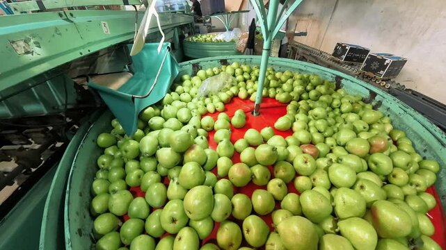 fresh green peas