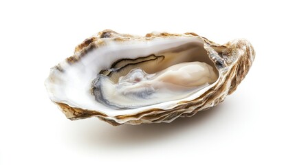 A fresh oyster in its shell with a small pool of natural brine, isolated perfectly on a white background.