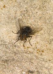 Urban bluebottle blowfly, Calliphora vicina in autumn, on a stone. One of the key forensic entomolgy species. Sardinia, Italy
