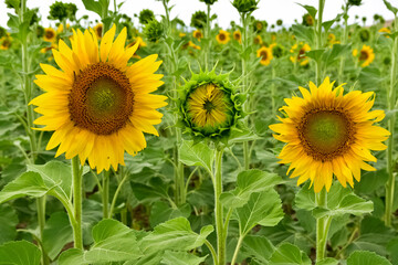 Obraz premium yellow flowers, agricultural products. photos of sunflowers.