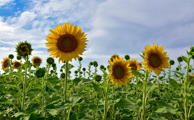 yellow flowers, agricultural products. photos of sunflowers.