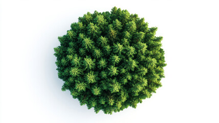 Green tree in circle shape, on a white background, symbolizing fresh, healthy, and organic food and nature.