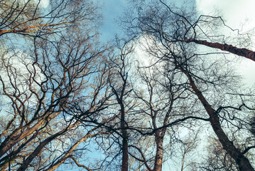 An upward view of leafless tree canopies in late winter bathed in soft sunlight, against a backdrop...