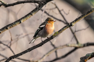 Portrait of a common chaffinch or chaffinch (Fringilla coelebs) perched on a tree branch in winter time.
