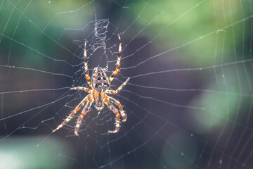 Closeup of European garden spider sitting on a spider web