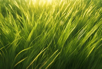 Obraz premium Fresh Green Grass Texture: Natural Grass with Peaceful Light and Detail