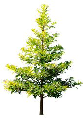 Obraz premium Tree on transparent background, realistic tree with green leaf stand alone isolate and beautiful light in day time die cut png file for graphic resource