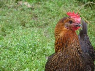 A chicken with a vibrant red crest is standing in the tall grass