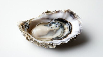 A seafood lover's dream a single opened oyster with a rugged shell and plump interior, resting on a stark white surface.