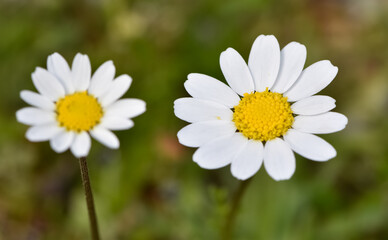 natural flower images. wild daisy photos.