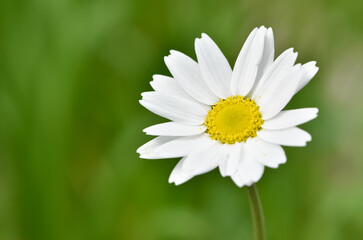Obraz premium natural flower images. wild daisy photos.