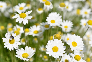 Fototapeta premium natural flower images. wild daisy photos.