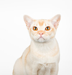 Sad domestic cat isolated.