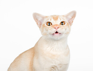 Shocked domestic cat, cat scared or surprised.