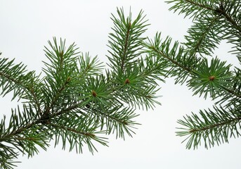 Obraz premium Pine branches, green needles, white background, nature photography, botanical illustration, minimalist composition, tree foliage