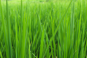Vibrant Green Rice Paddy Field