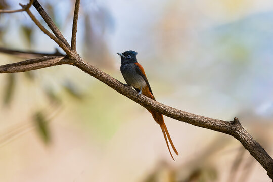 A stunning African Paradise Flycatcher (Terpsiphone viridis) with long tail feathers perched on a tree branch.