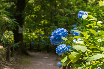 青いアジサイが咲く木陰の小道
