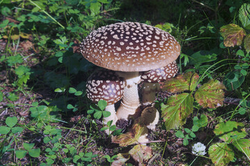 Amanita regalis poisonous mushroom in a wet spruce forest.