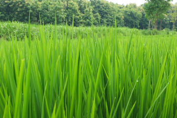 Lush Green Rice Paddy Field under a Cloudy Sky