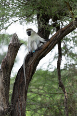 Monkey on the tree in Africa