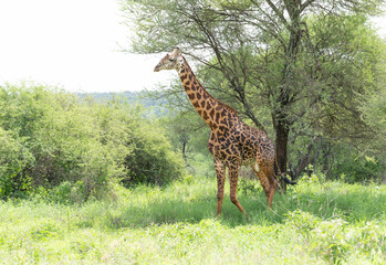 giraffe in africa