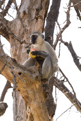 Monkey in Africa with food