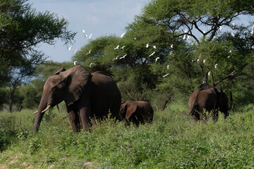 african elephants with birds flying tarangire tanzania safari