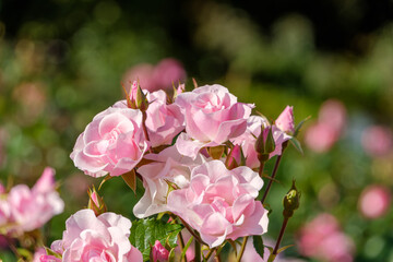 優雅に咲くピンクのバラ