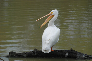 American White Pelican (Pelecanus erythrorhynchos) with open bill, showing orange pouch. American White Pelican is a large migratory water bird with a long beak and pouch to catch fish.